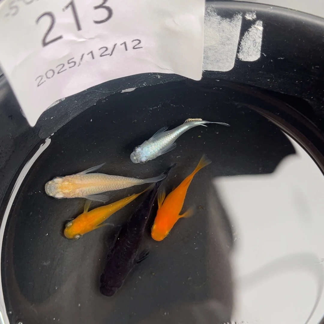 青鳉鱼213短体五尾