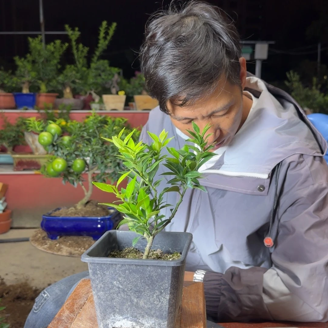 当前无花朵，栽培后可花朵A****x