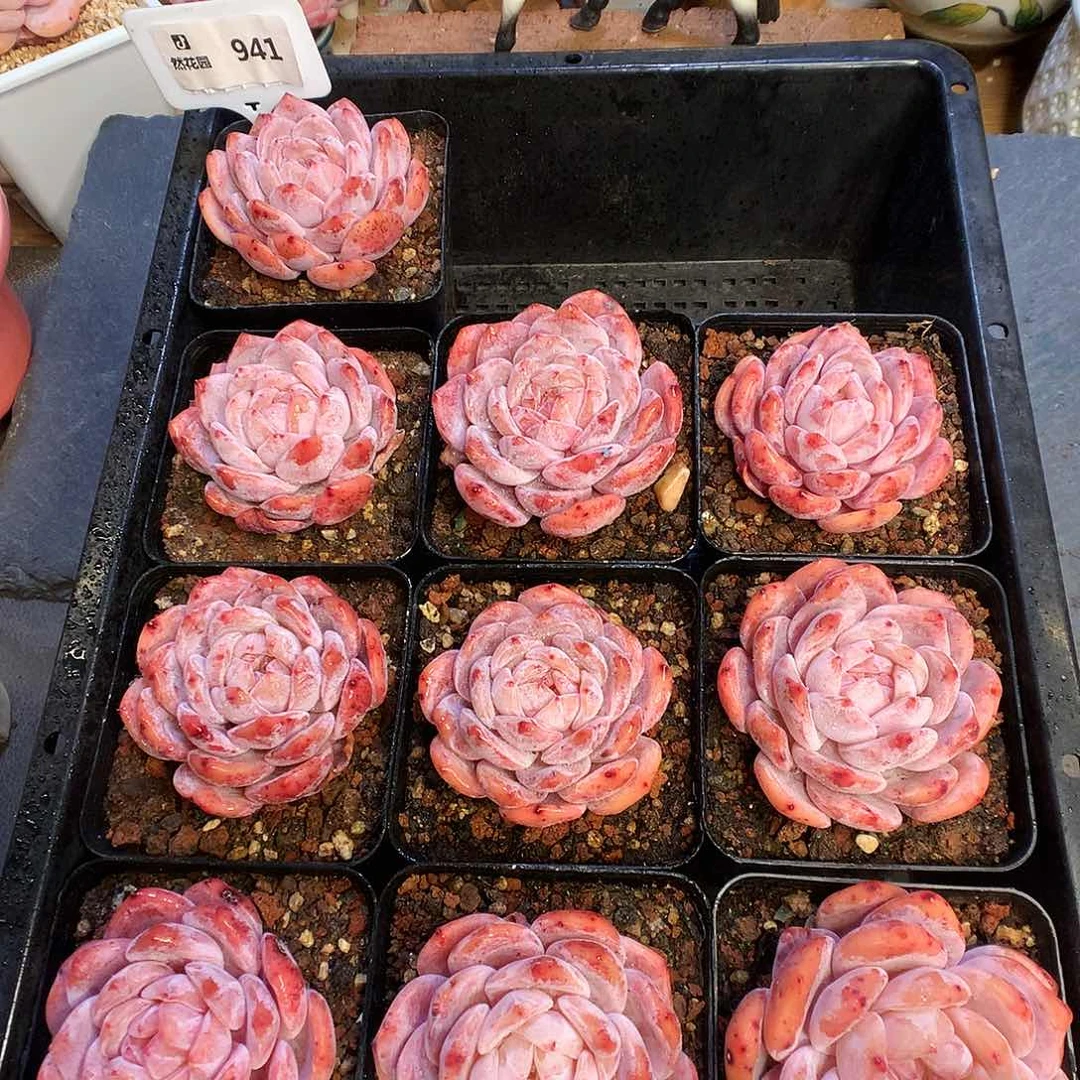 941冰橙2颗多肉植物量拍