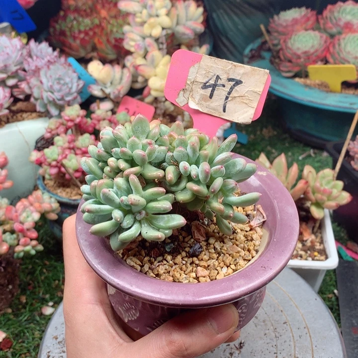 多肉植物一物一拍47