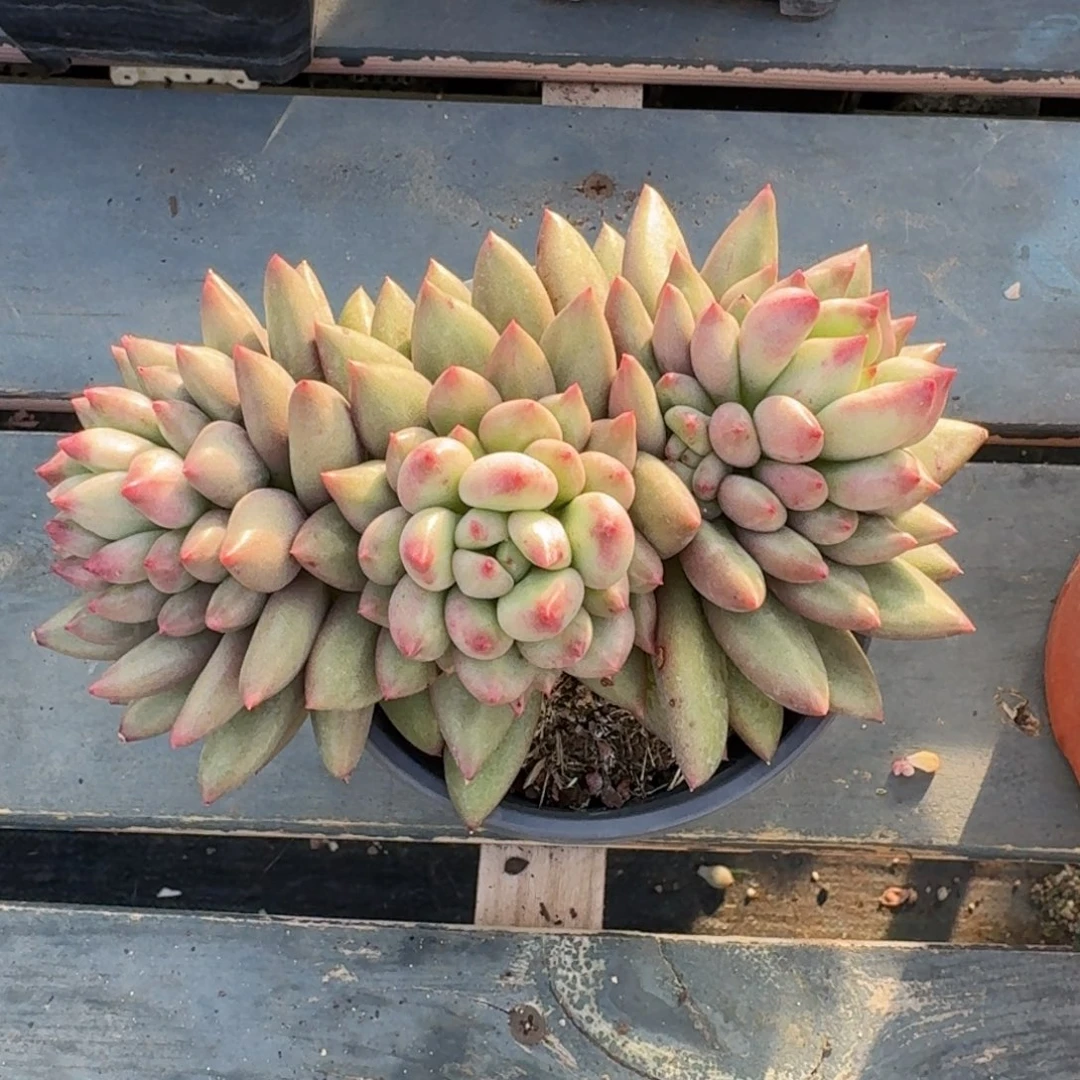 米其林老桩一物一拍