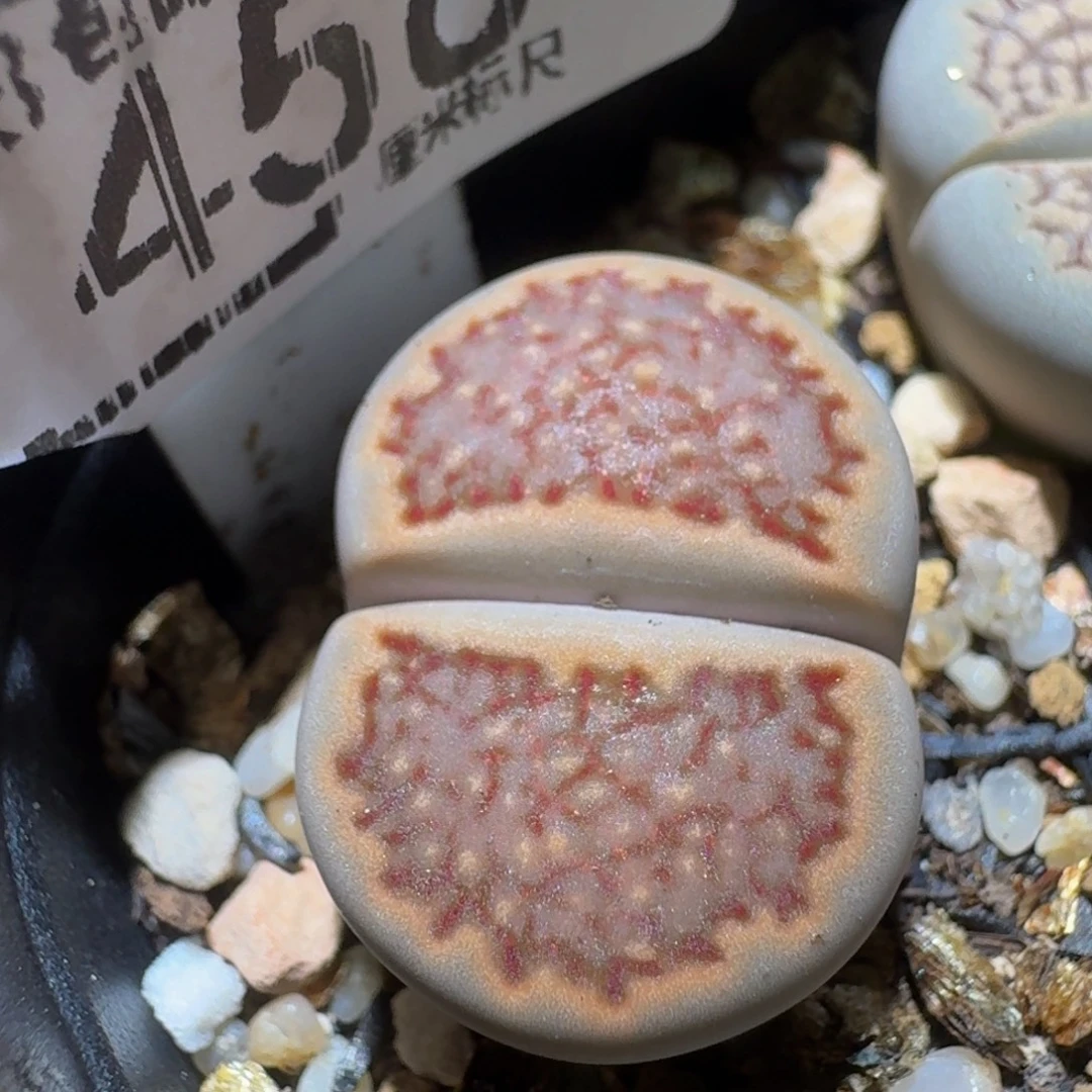 Ssss精品生石花456