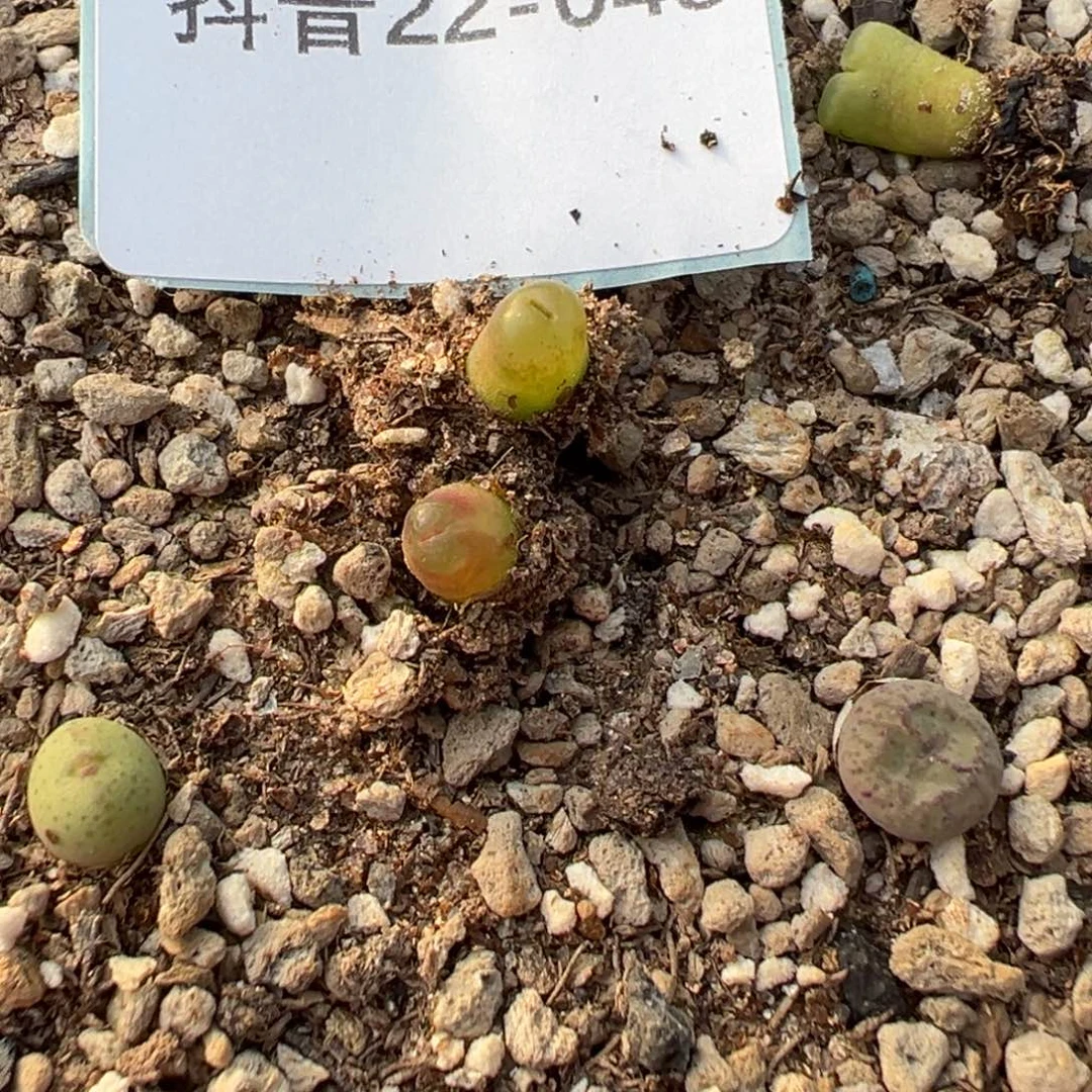 22-48量拍园艺雪茄5颗