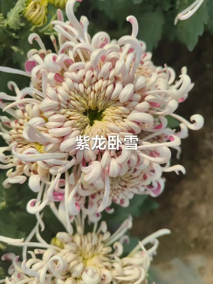 （紫龙卧雪）原盆原土 带花苞货发货