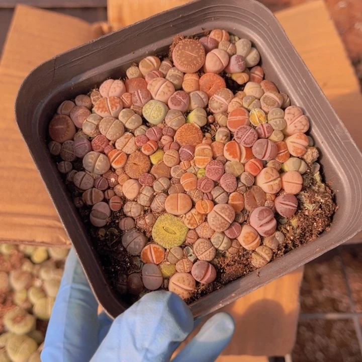 十方杯彩混8888888888888