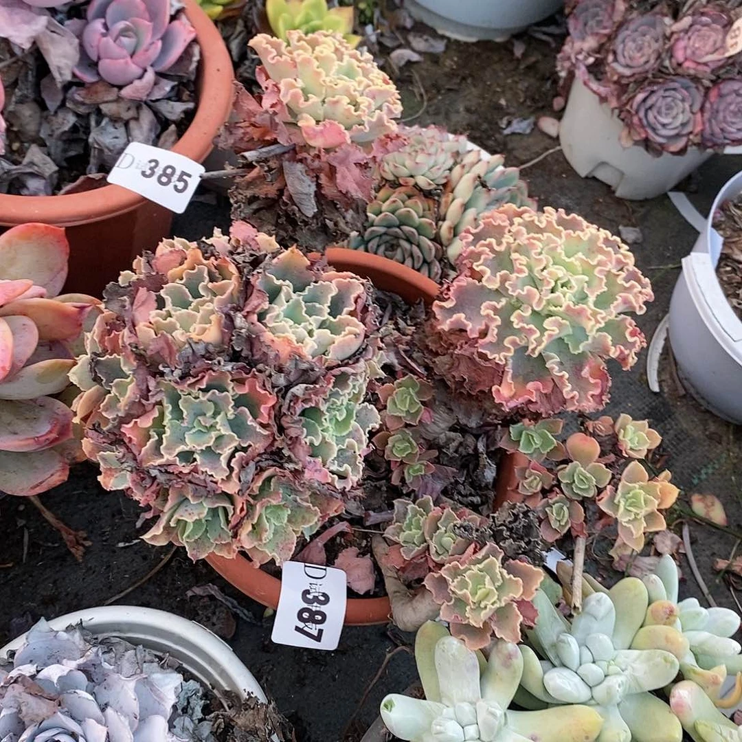 D*387蓝狐多肉植物