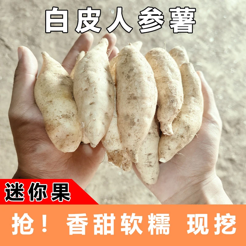【现挖现发】河南唐河网红牛奶人参小白薯板栗白薯干面香甜