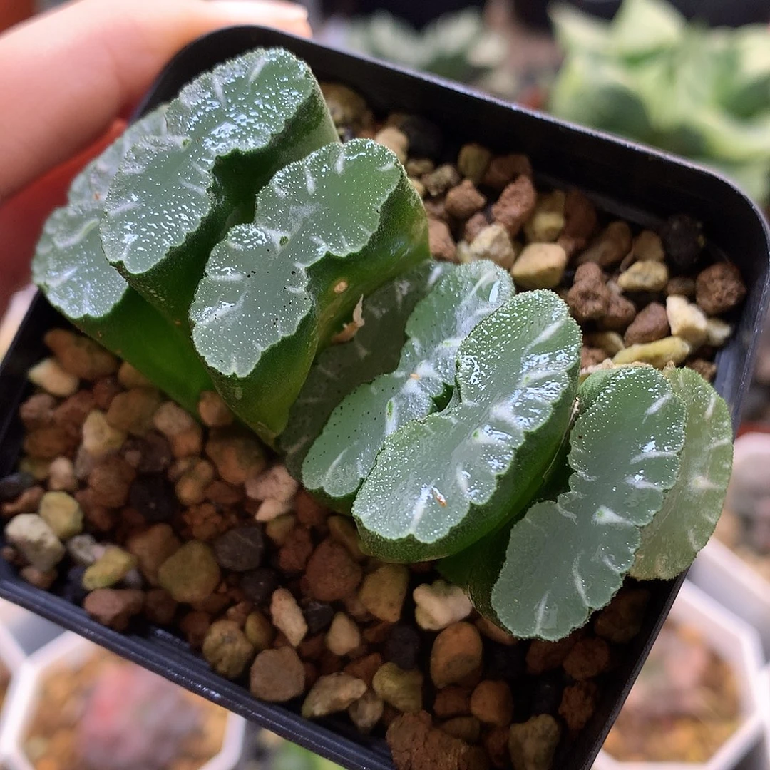 实生玉扇带盆土发货