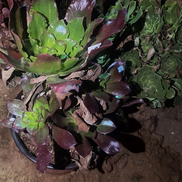 063魅影七彩多肉植物不售后