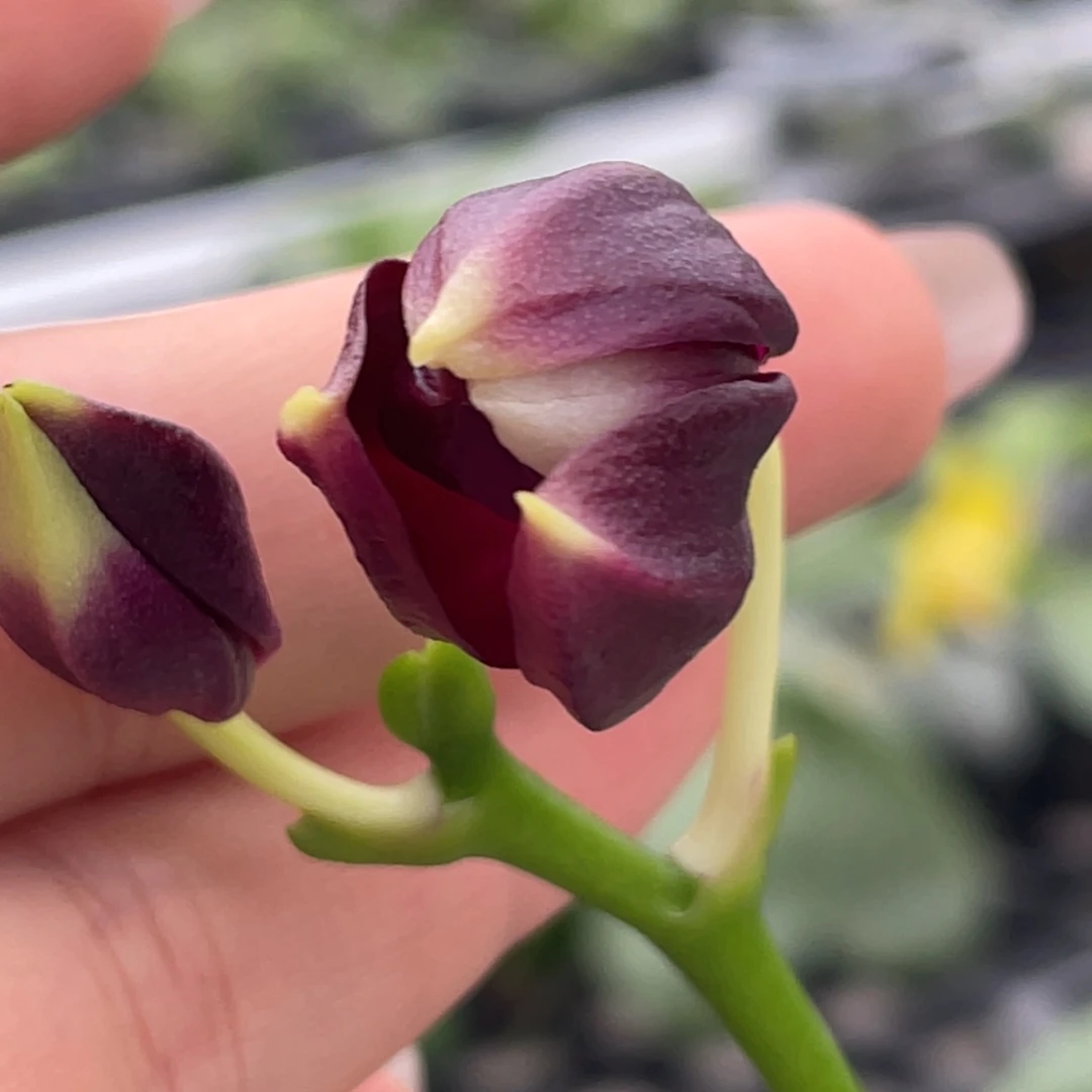 全部花苞yc41，花苞，浓香