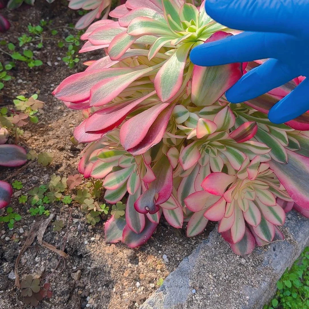 美杜莎手捧多肉植物