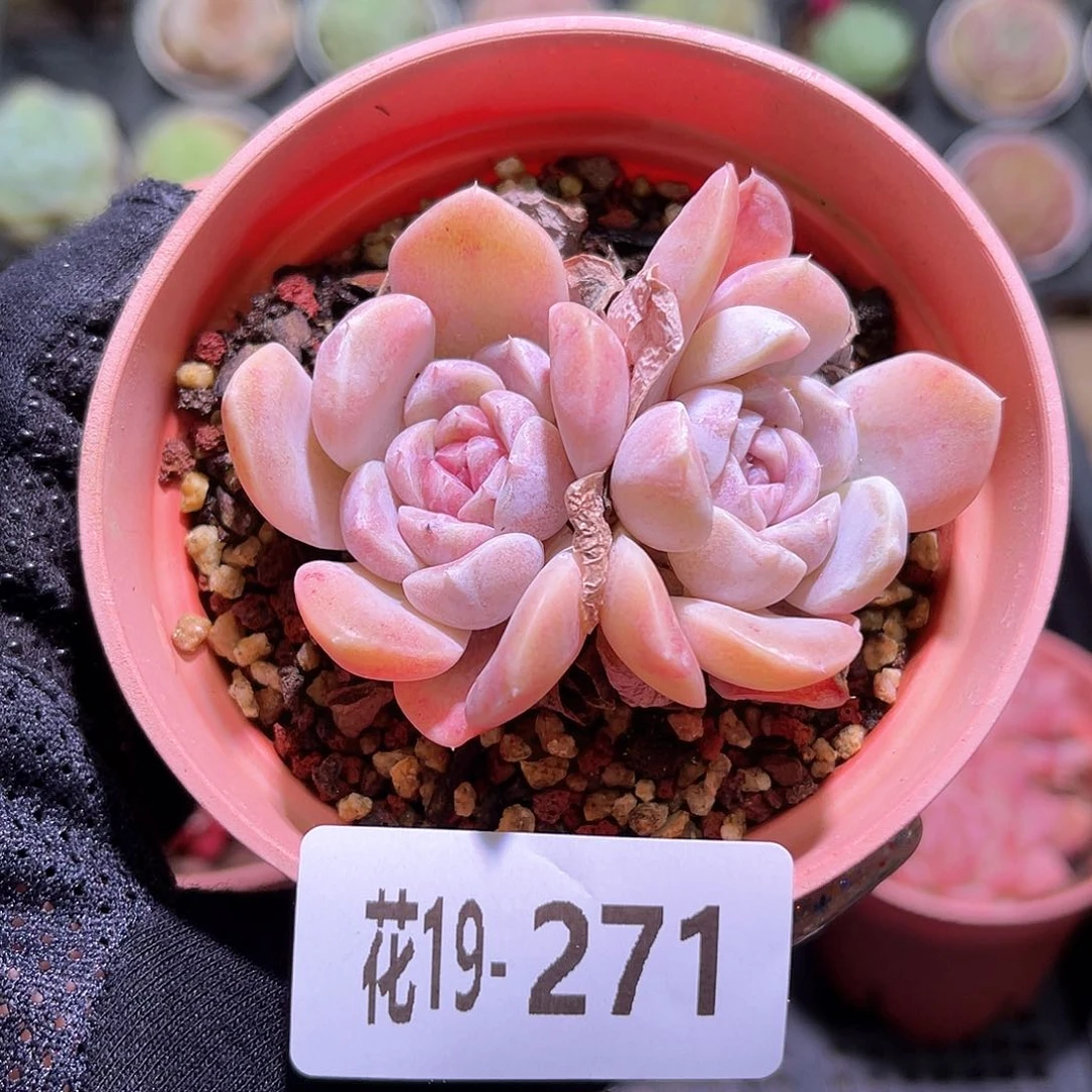 花利美19-271汉堡