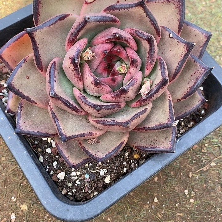 贾****J912————直播福利