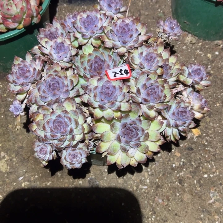 精品多肉植物老桩蓝眼睛