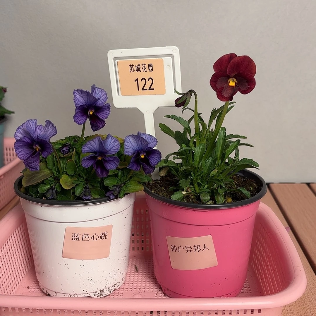 大部分开放少量花苞122