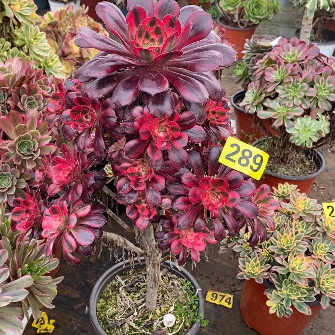 香奈多肉法师289