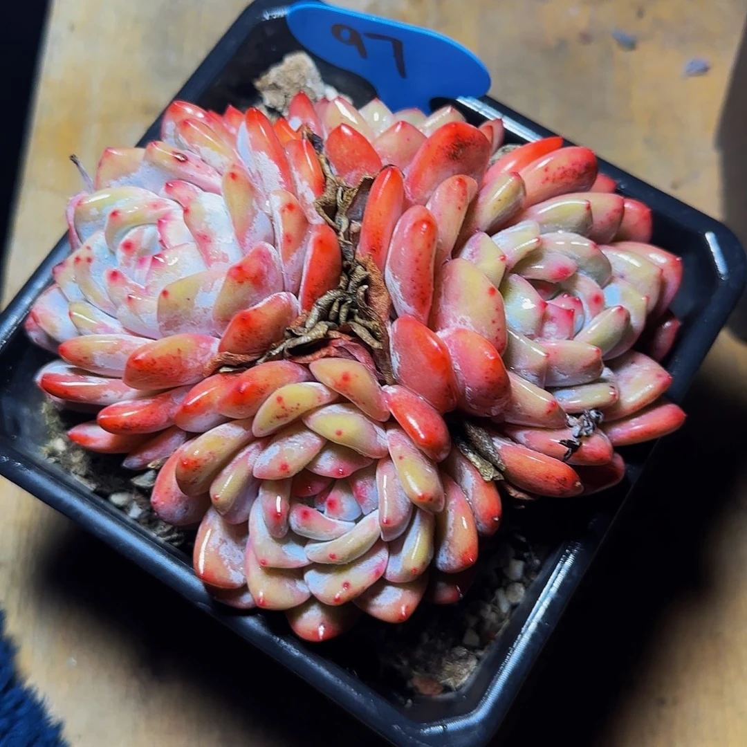 ?*晶四头橙梦露97号一物一拍