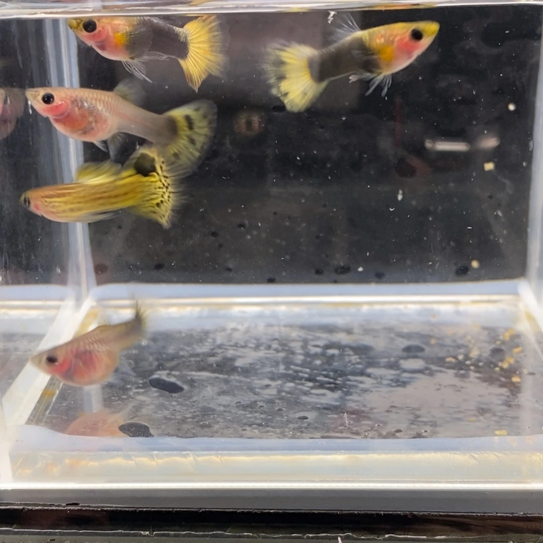 孔雀鱼玻璃猫四条送1