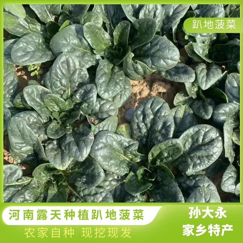 【京东直发】河南露天种植趴地菠菜农家自种现挖现发3斤