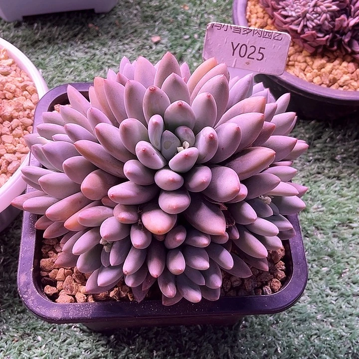 那***肉我是第一百位申请创建我的小号