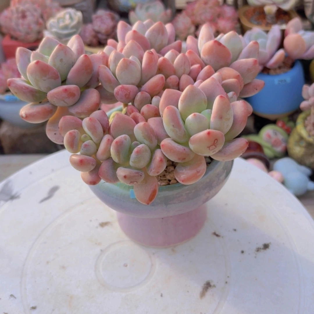 楚***甘一物一拍编号313