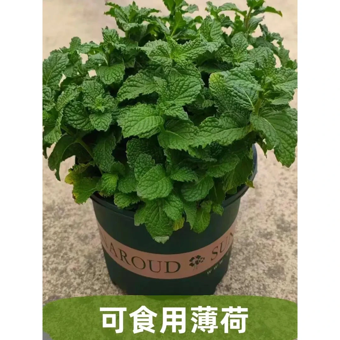 可食用薄荷盆栽泡茶四季常青留兰香新鲜薄荷叶室内驱蚊植物绿植
