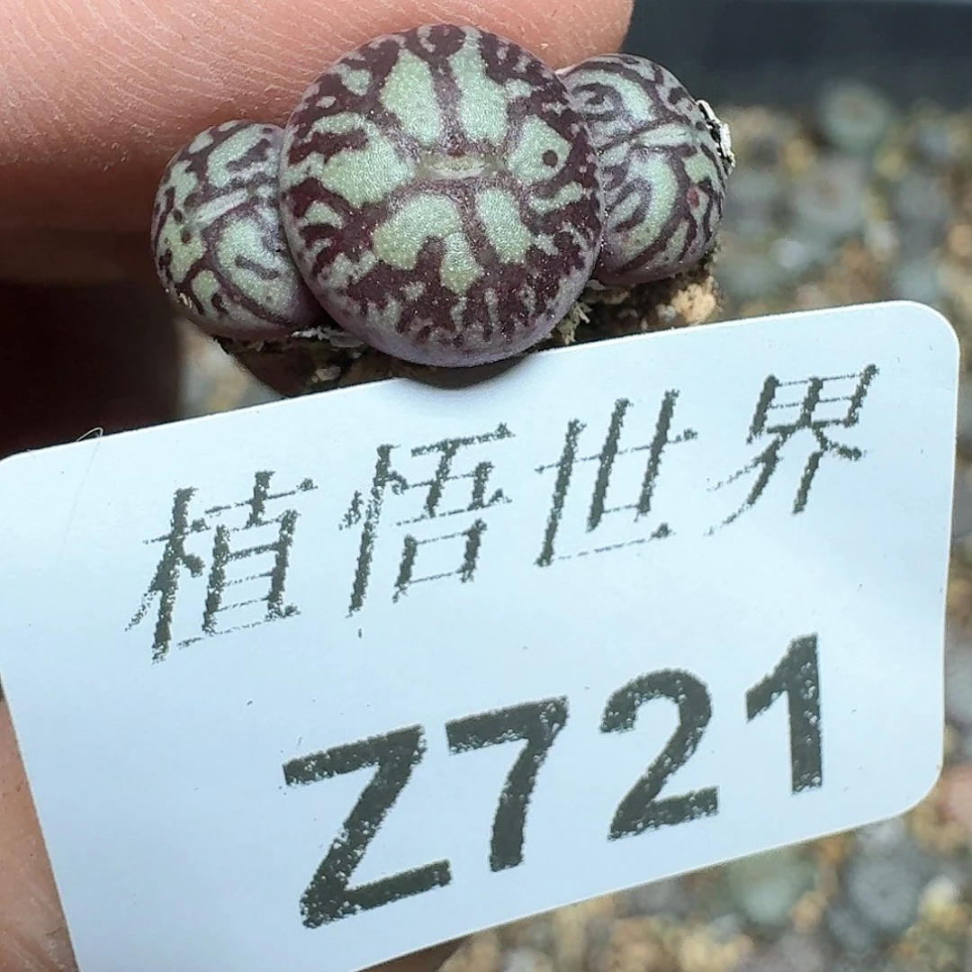 721盒多肉植物哇cv