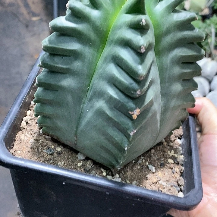 快***蓉花花草草花花草草