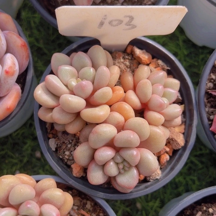 健健康康平平安安