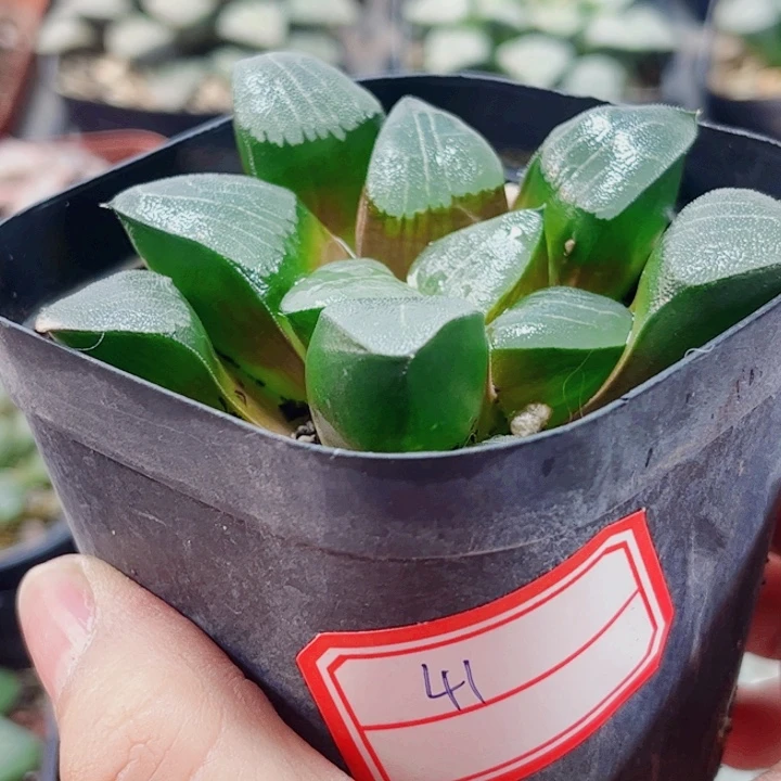 十二卷 实生寿福利