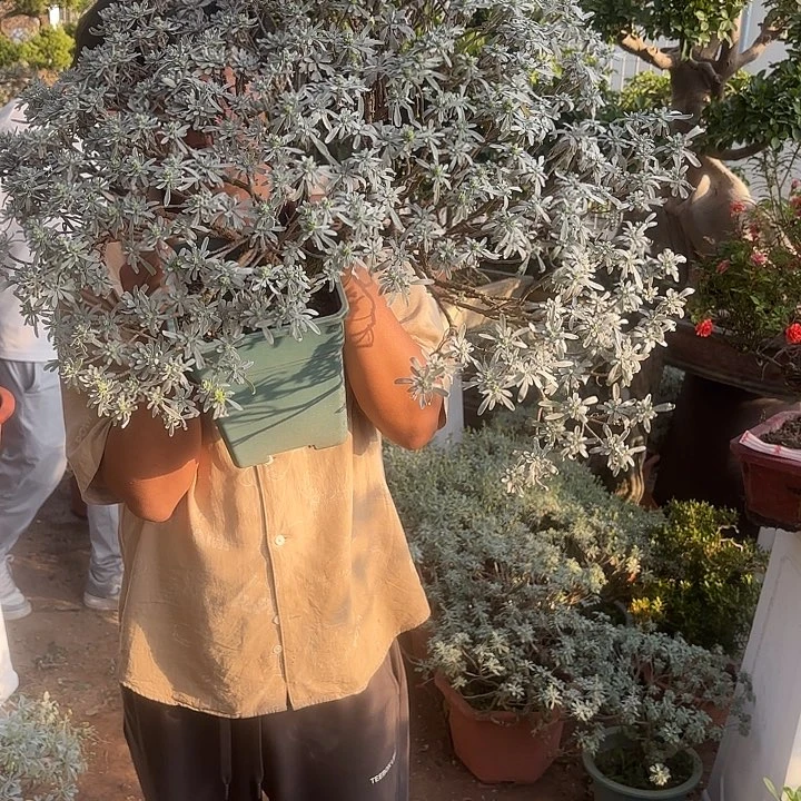 独***我无花朵哈哈哈哈哈
