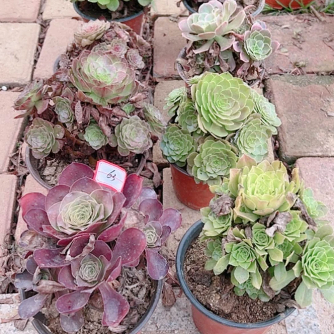 【闪购商品】无花朵伊*63号套餐8颗多肉植物