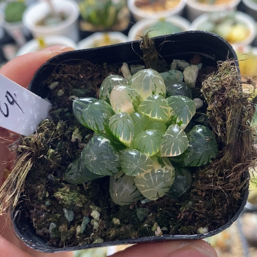 不开花植物04玉露十二卷多肉