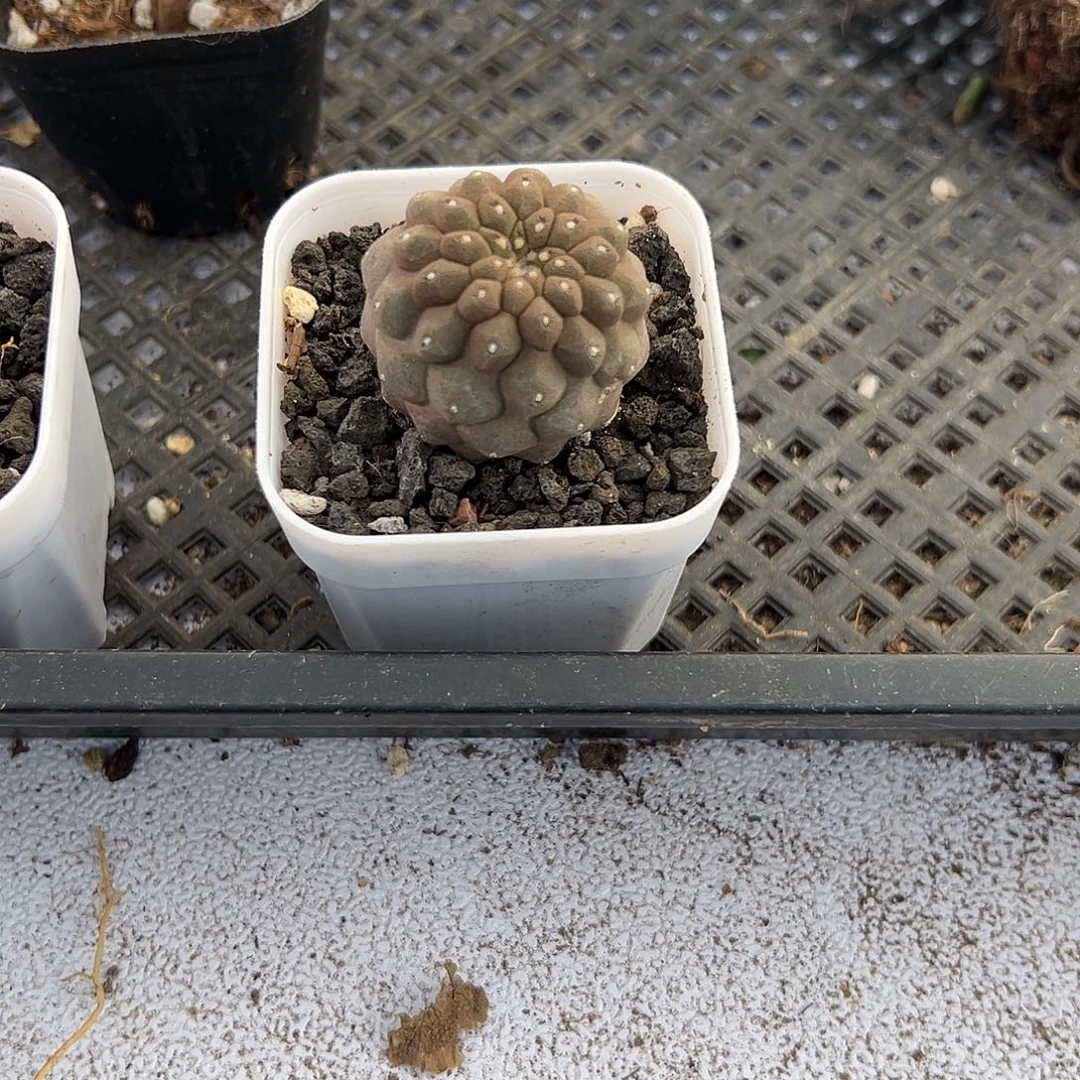 蜥蜴皮，一物一拍，带盆