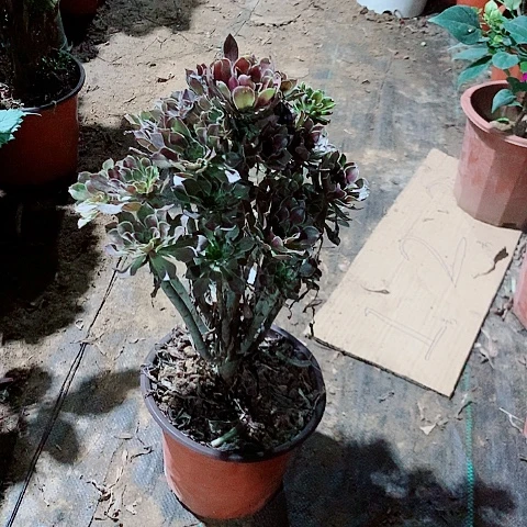 悠****灰法师多肉植物法师8号