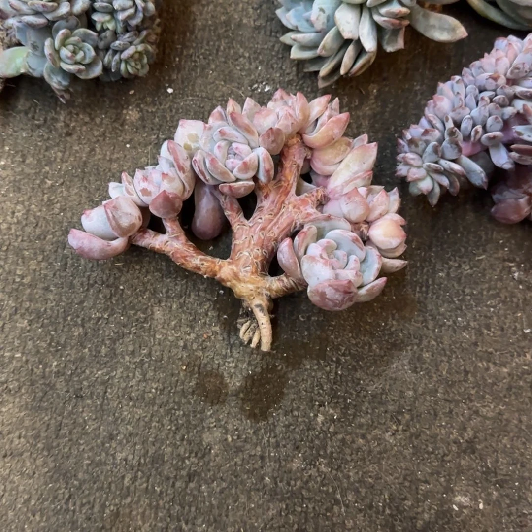 畅****5多肉植物一物一拍