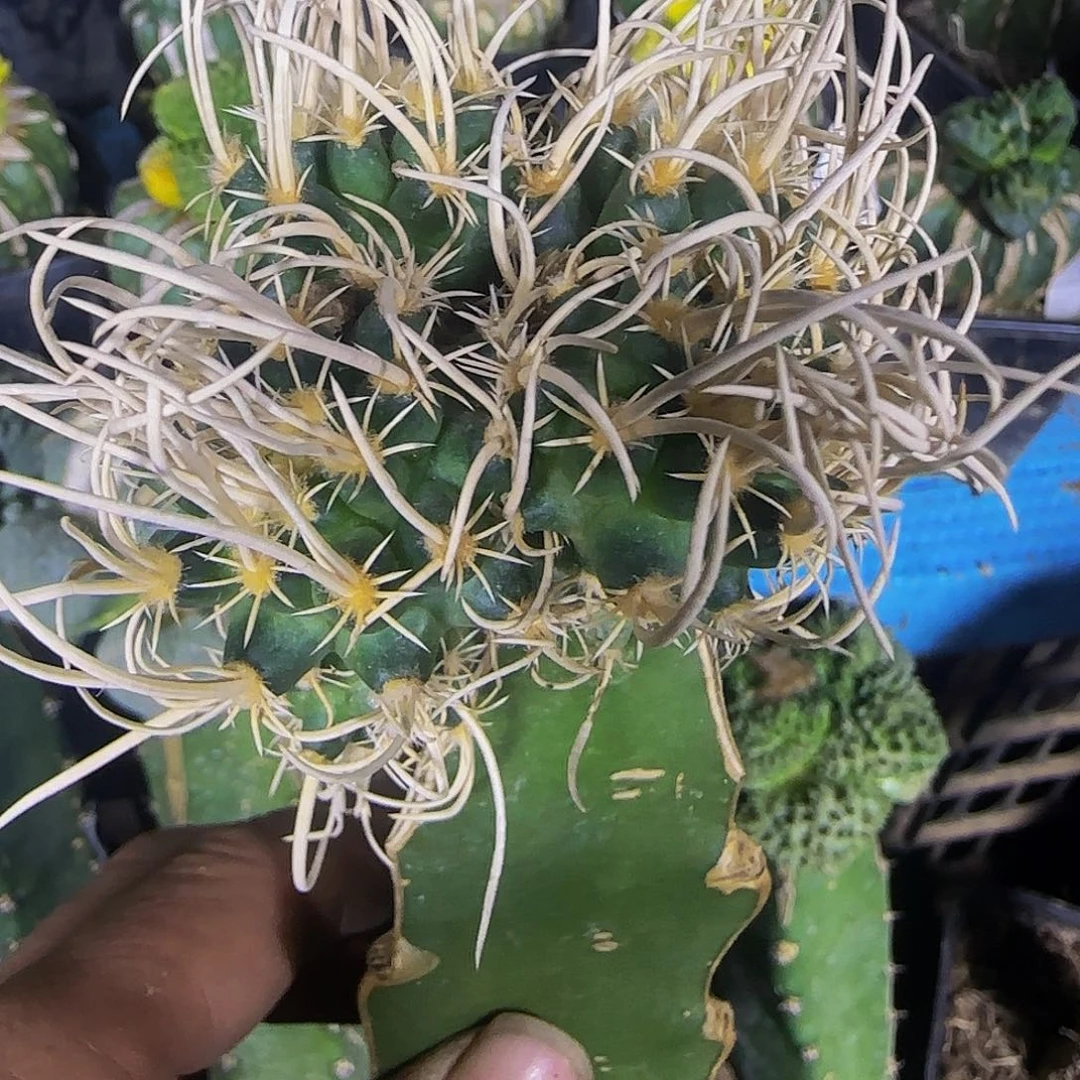 长刺飞鸟188仙人球