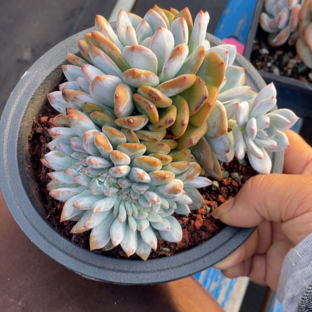 星影朵朵缀带缀化实生缀