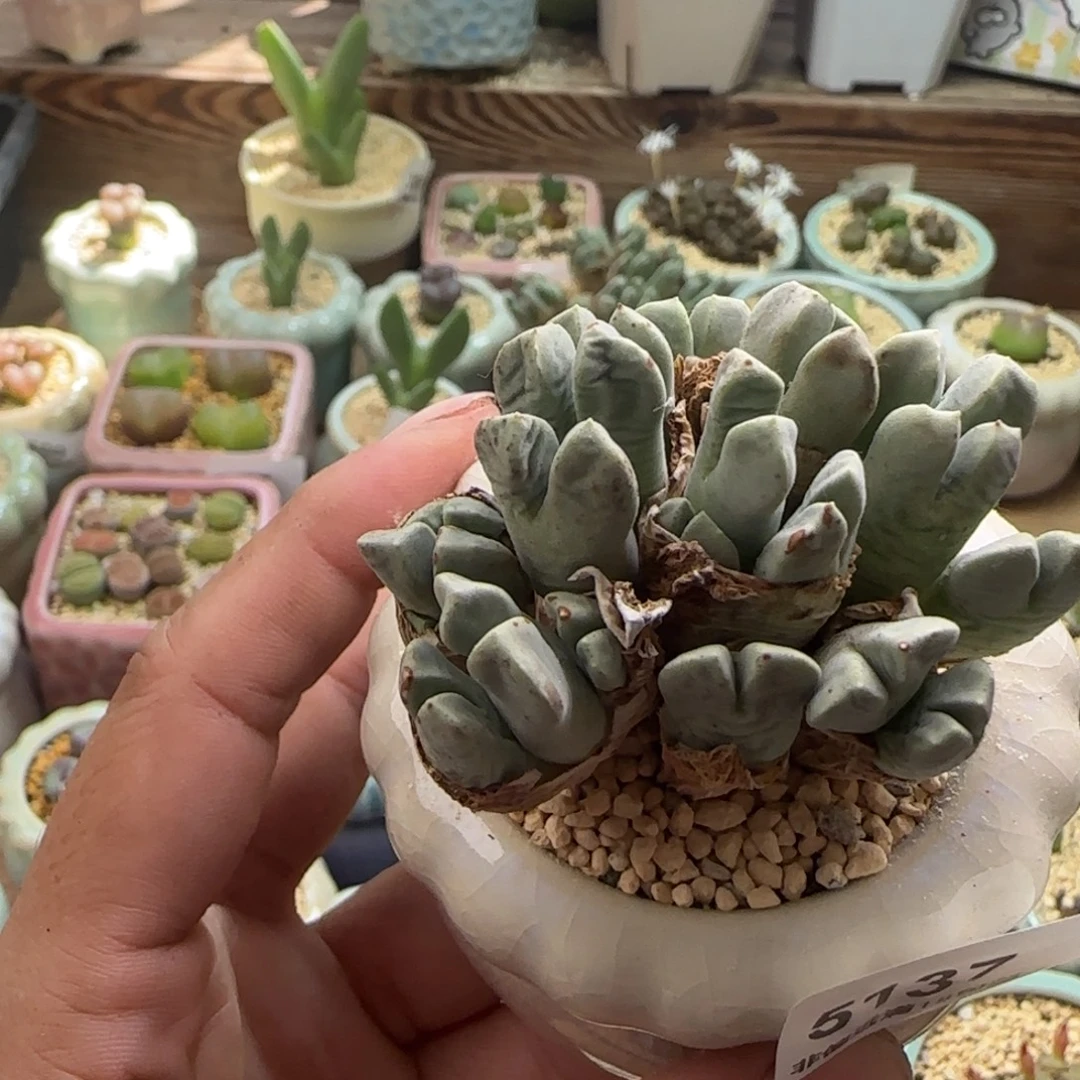 小***糊5137/一物一拍 带盆