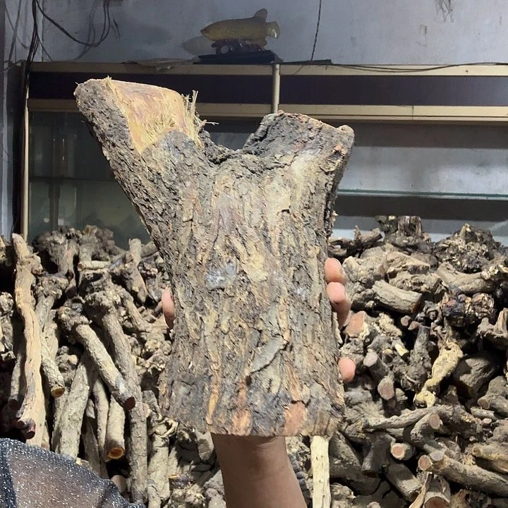 鸡***龙香榧木火琉璃的故事是一个