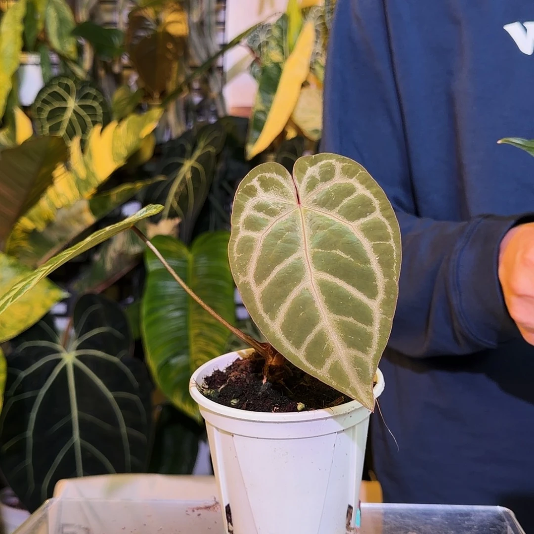 完全开放Q52红水晶F2杂极致撕裂纹