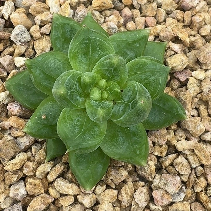 青梨596多肉植物