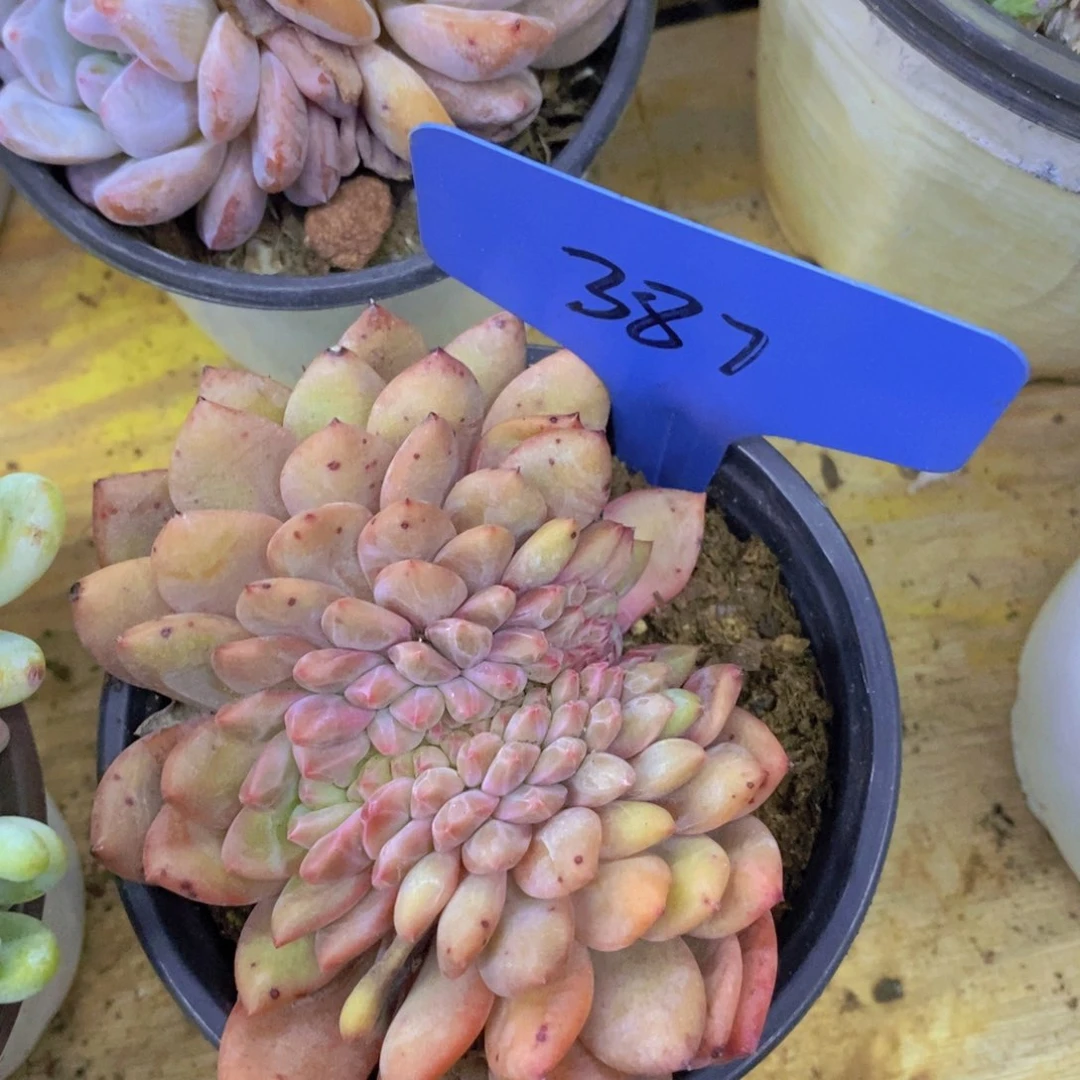 清货，一物一拍，不对比价格