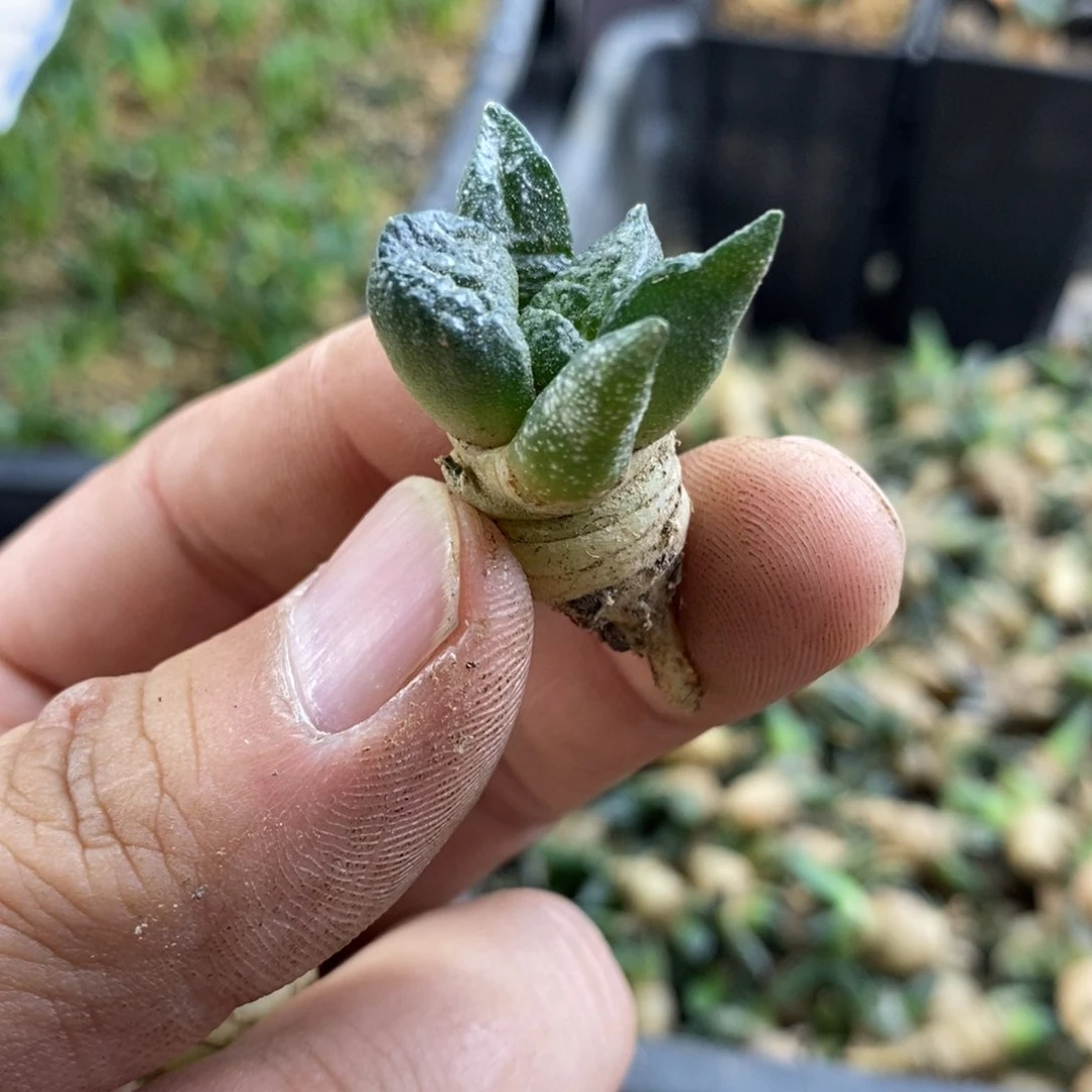 无*氏无刺仙人球开花了