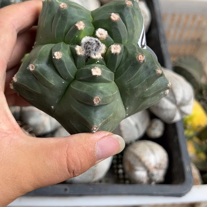 养***光龟甲鸾仙人球954号