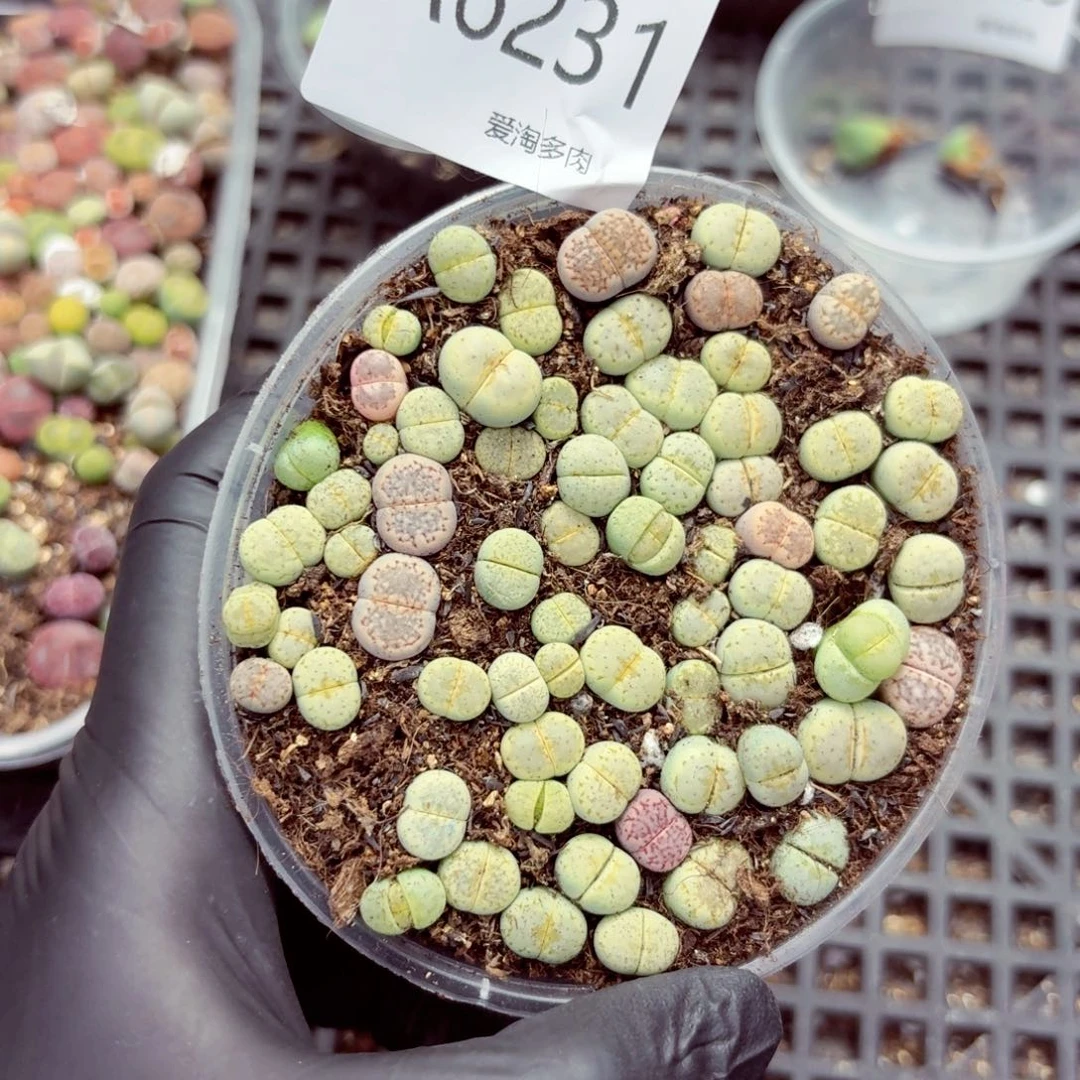 6231—生石花 生石花