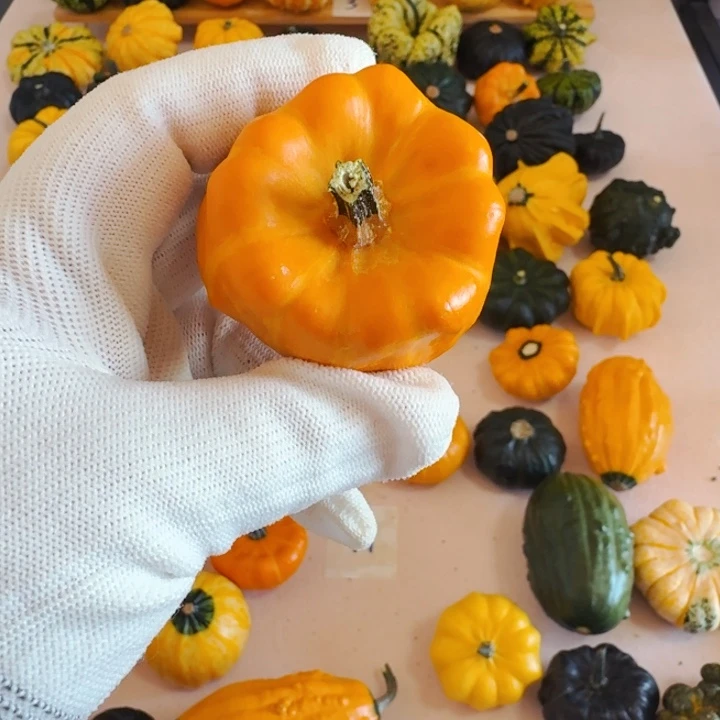 大*墨西哥七彩葫芦青皮