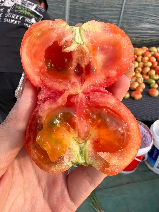 湖北本地农家自种沙瓤西红柿老品种番茄普罗旺斯5斤包邮