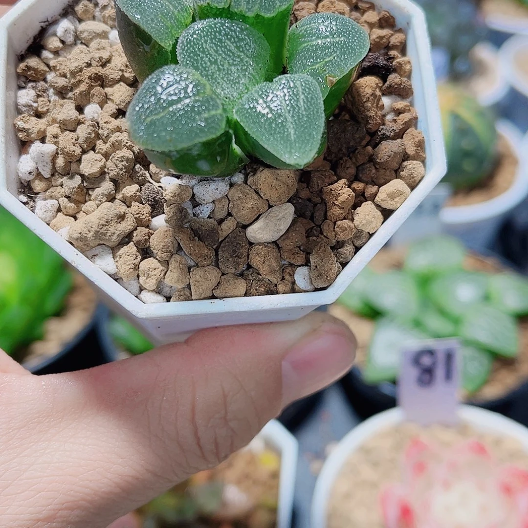 青瓷精品十二卷系列