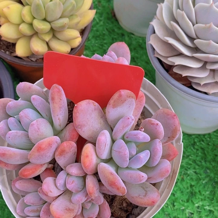 多肉植物，开心多肉